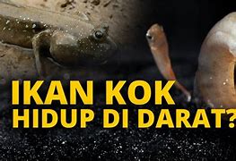 Ikan Yang Bisa Hidup Di Air Kotor